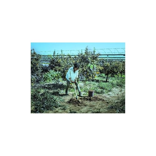 bellota-5604-24-mm-palote-de-acero-forjado-con-mango-de-muleta-1040-mm image 6